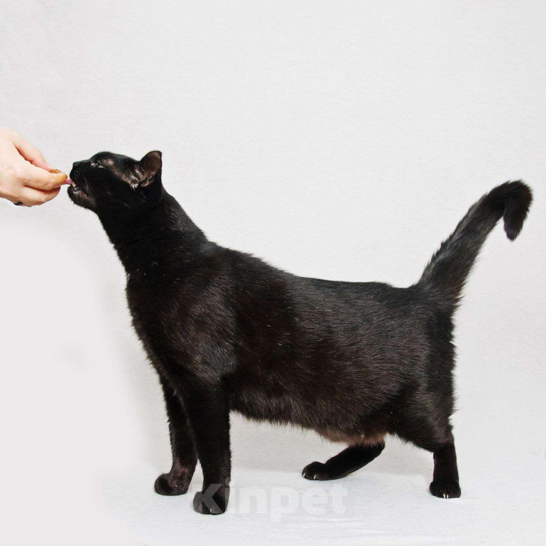 Кошки в Москве: Кот Микроскоп. Солидный кот для солидных господ. Мальчик, Бесплатно - фото 5