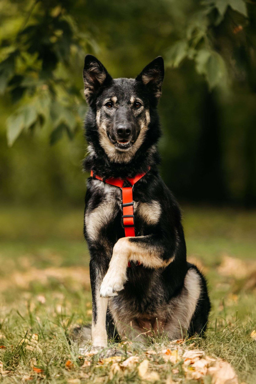 Собаки в Москве: Муза  Девочка, Бесплатно - фото 1