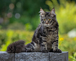 Кошки в Новосибирске: Мейн-кун Мальчик, Бесплатно - фото 2