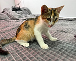 Кошки в Москве: Котенок-девочка в добрые руки Девочка, Бесплатно - фото 6