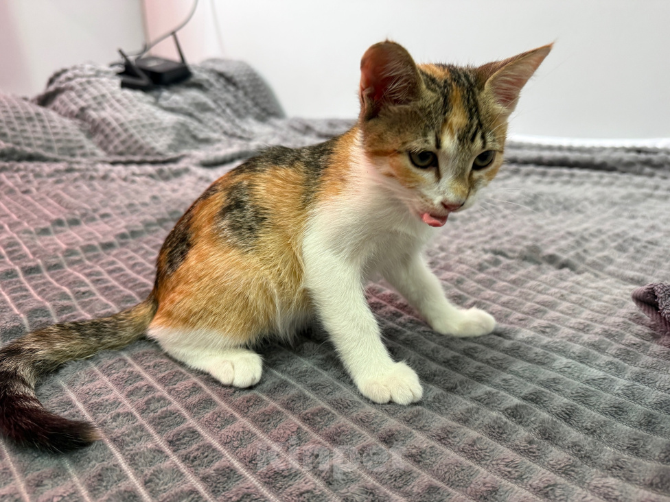 Кошки в Москве: Котенок-девочка в добрые руки Девочка, Бесплатно - фото 6
