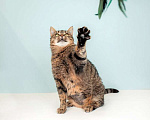 Кошки в Москве: Крупная британская кошка Муза в добрые руки Девочка, 1 руб. - фото 2