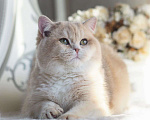 Кошки в Владивостоке: Шикарный британский котёнок драгоценного окраса Мальчик, 100 000 руб. - фото 2