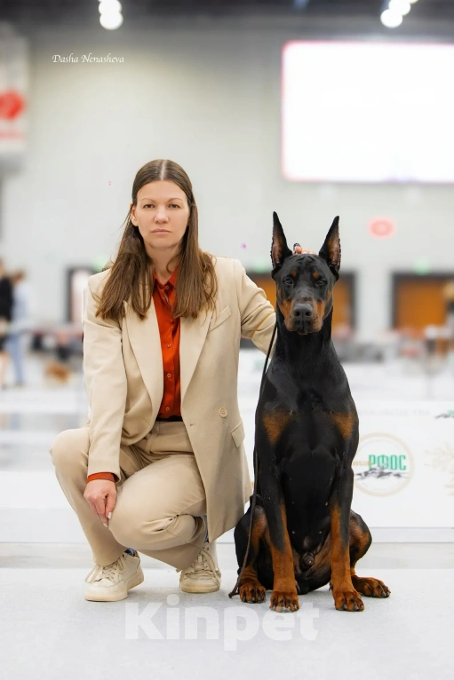 Собаки в Ейске: Добермвн вязка Мальчик, 30 000 руб. - фото 7