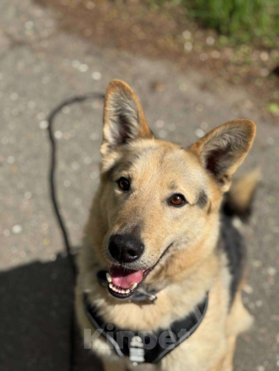 Собаки в Москве: Красавчик добряк Мальчик, Бесплатно - фото 7