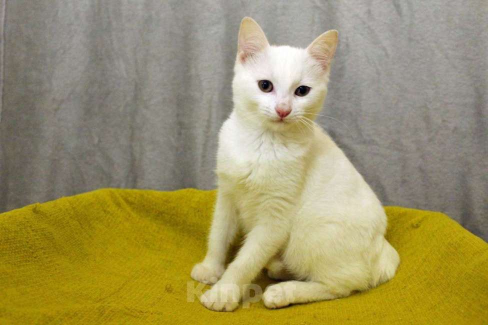 Кошки в Санкт-Петербурге: Беленький котёнок Мальчик, Бесплатно - фото 5