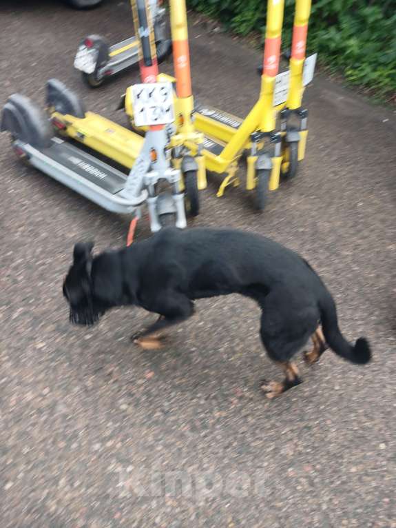 Собаки в Мытищах: Потерялась собака с намордником, хозяин отзовись Девочка, Бесплатно - фото 2
