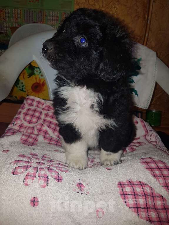 Собаки в Саке: ГолландскийТюльпхонд-Спаниель Девочка, Бесплатно - фото 2