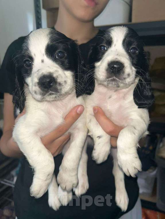 Собаки в других городах Московской области: Щенки русского охотничьего спаниеля. Девочка, 15 000 руб. - фото 1