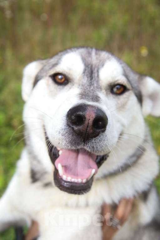 Собаки в Москве: Серенький, метис хаски Мальчик, Бесплатно - фото 3