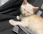 Кошки в Домодедово: Котята Мальчик, Бесплатно - фото 2