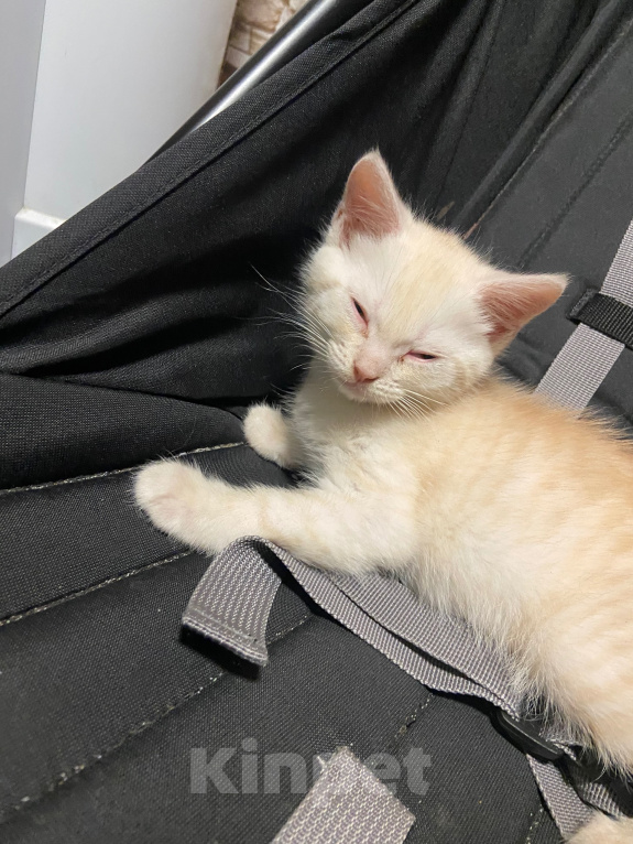 Кошки в Домодедово: Котята Мальчик, Бесплатно - фото 2
