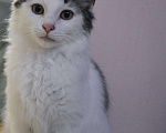Кошки в Княгинино: Кот в добрые руки, 1 руб. - фото 2