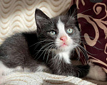Кошки в Белом: Котенок девочка 2 месяца,здорова,лоток отлично Девочка, 100 руб. - фото 2