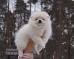 Собаки в Москве: Белая девочка померанского шпица Девочка, 35 000 руб. - фото 3