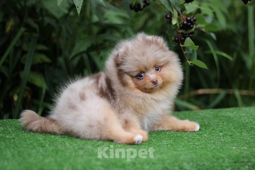 Собаки в Санкт-Петербурге: Щпиц шоко-мрамор  Девочка, 55 000 руб. - фото 4