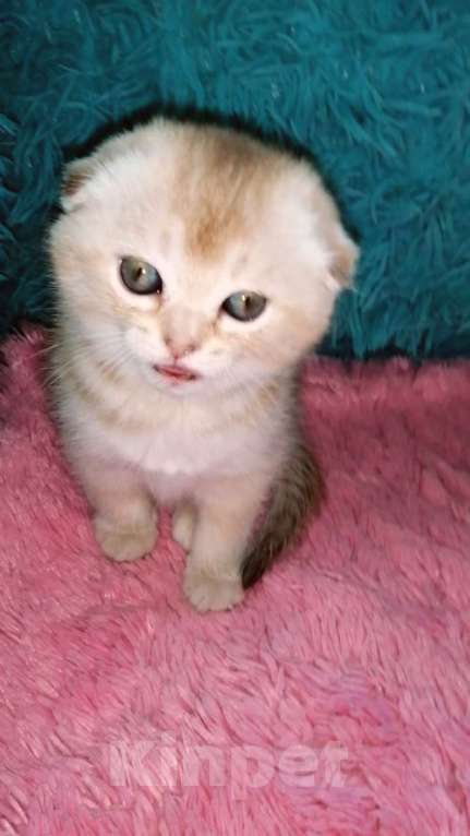 Кошки в Москве: Шотландские вислоухие котята  Девочка, 30 000 руб. - фото 7