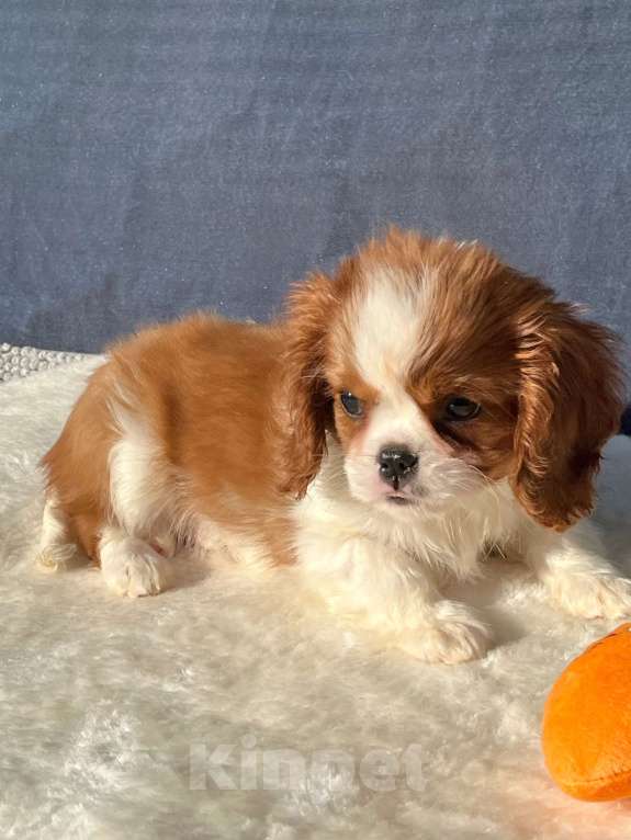 Собаки в Санкт-Петербурге: БЕСТ ИЛРЕАН ИЛАЙН Мальчик, 100 000 руб. - фото 4