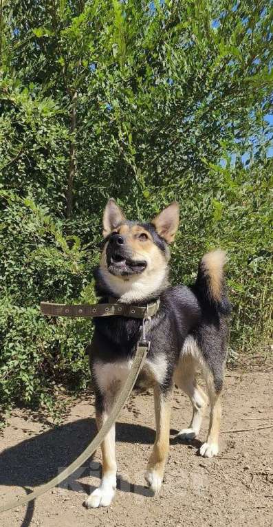 Собаки в Москве: Сиба-ину Иви-Ириска в дар Девочка, 1 руб. - фото 2