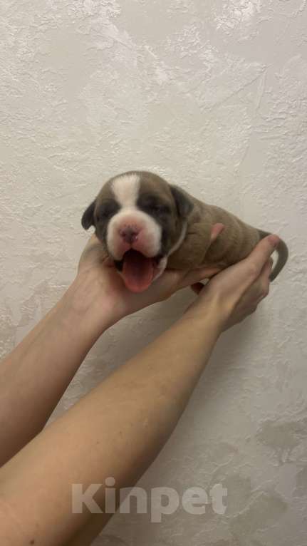 Собаки в Ельце: Щенки АСТ Девочка, 55 000 руб. - фото 2