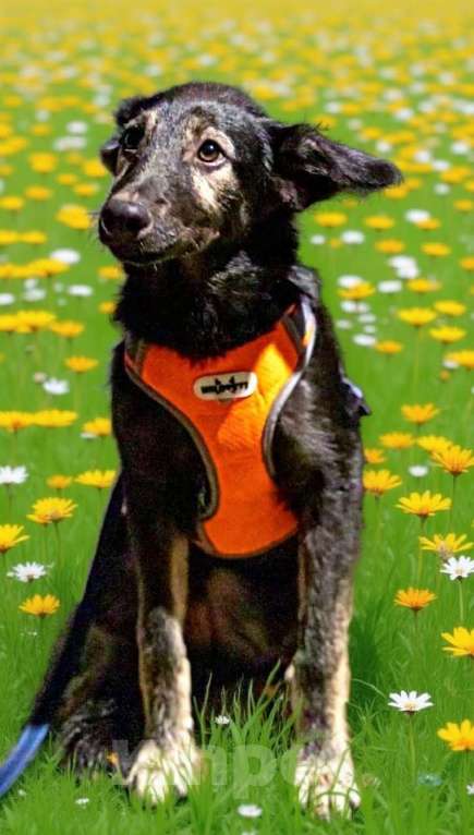 Собаки в Химках: Барс в поиске надёжного дома Мальчик, Бесплатно - фото 4