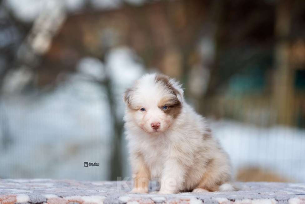 Собаки в Москве: Австралийская овчарка, щенок Мальчик, 120 000 руб. - фото 4