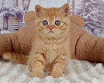 Кошки в Санкт-Петербурге: Британский солнечный котик  Мальчик, 40 000 руб. - фото 5