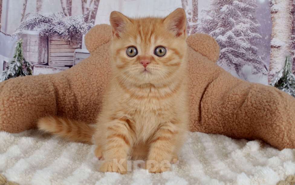 Кошки в Санкт-Петербурге: Британский солнечный котик  Мальчик, 40 000 руб. - фото 5