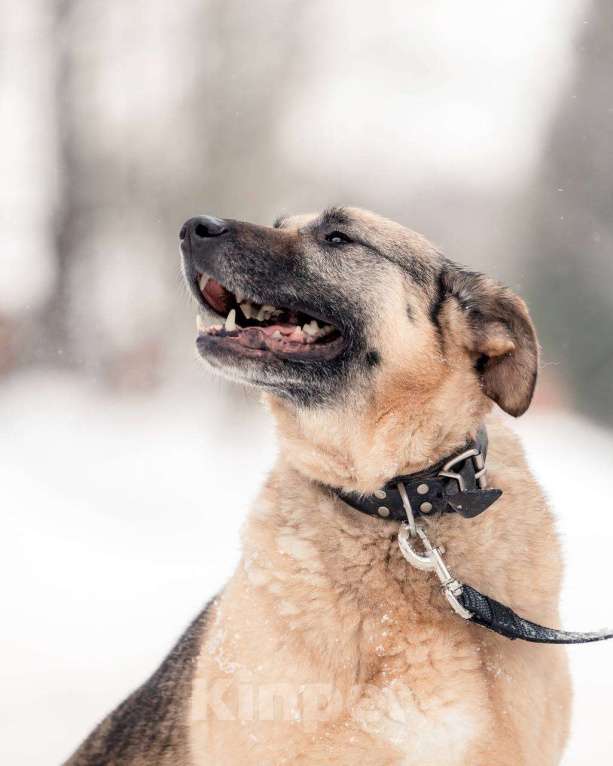 Собаки в других городах Московской области: Привет, я Малыш :) Мальчик, Бесплатно - фото 7