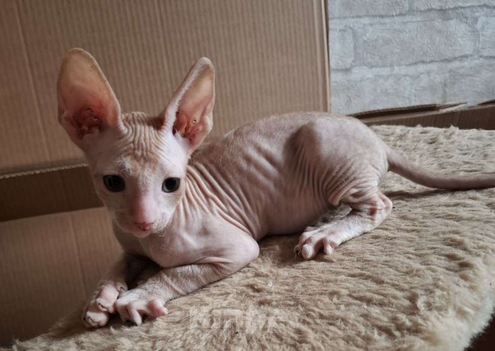 Кошки в Санкт-Петербурге: Самый лучший. Мальчик, 13 000 руб. - фото 2