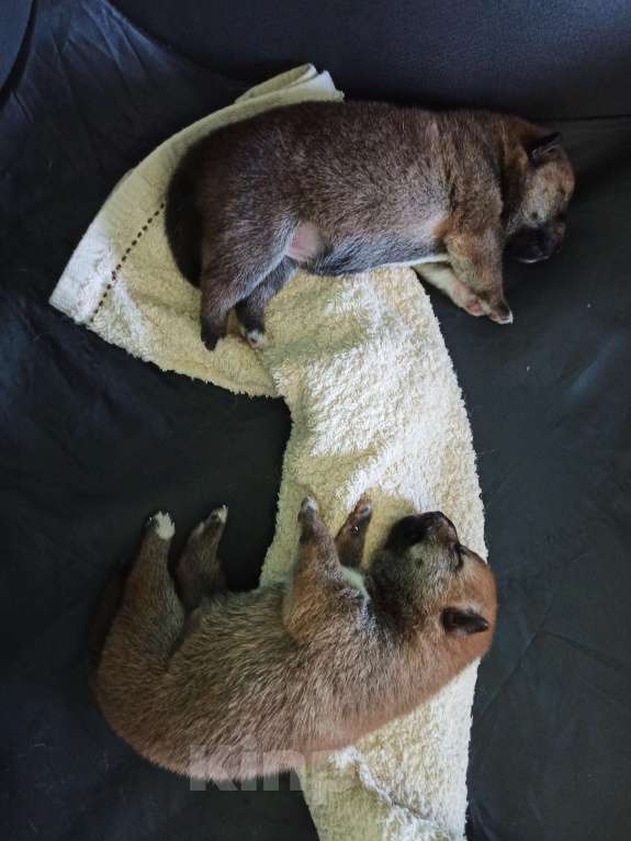 Собаки в Химках: Девочка сиба-ину Девочка, Бесплатно - фото 2