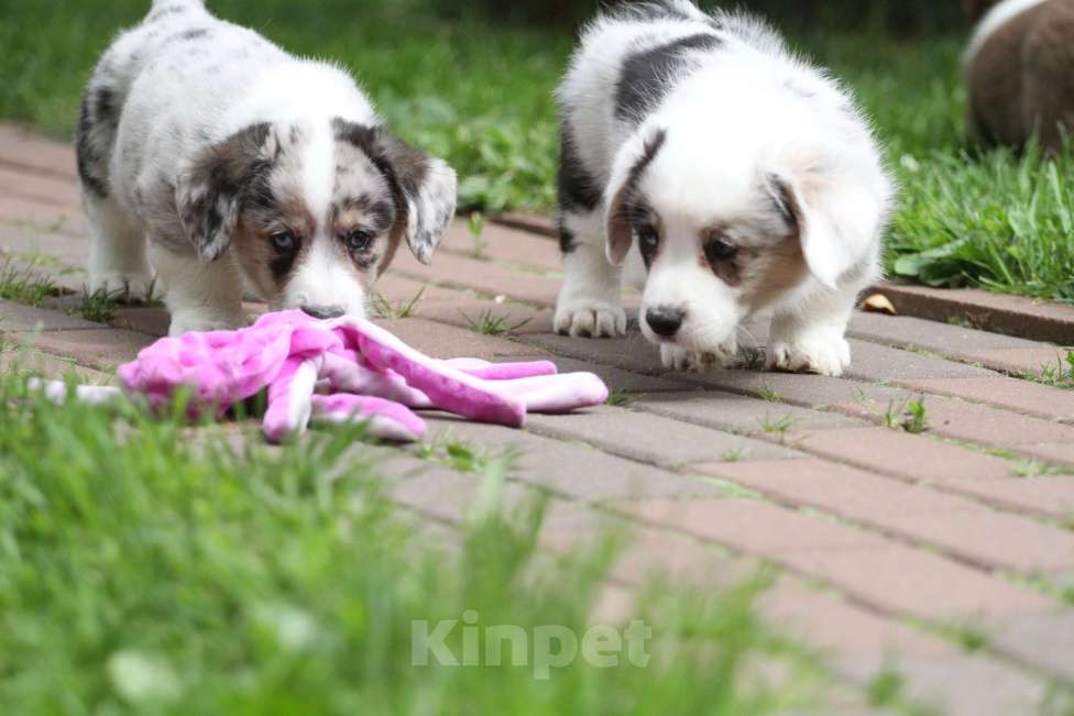 Собаки в Москве: Мальчик вельш корги кардиган Мальчик, Бесплатно - фото 2