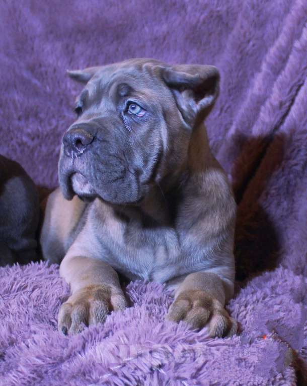 Собаки в Москве: Девочки и мальчик кане корсо Мальчик, 70 000 руб. - фото 3