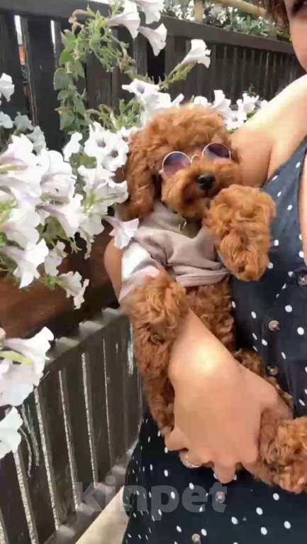 Собаки в Анапе: Той-пудель девочка, взрослая будет 2,5–3 кг Девочка, 70 000 руб. - фото 3