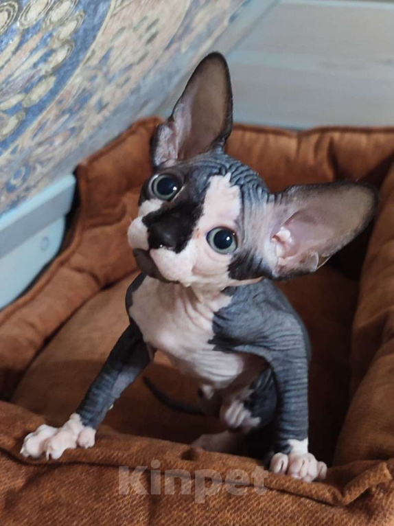 Кошки в Москве: Котята канадского сфинкса  Девочка, 45 000 руб. - фото 4