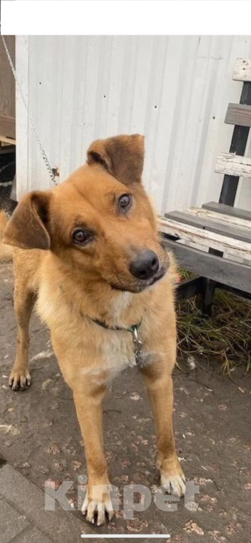 Собаки в Санкт-Петербурге: Подари надежду💔 Мальчик, Бесплатно - фото 2
