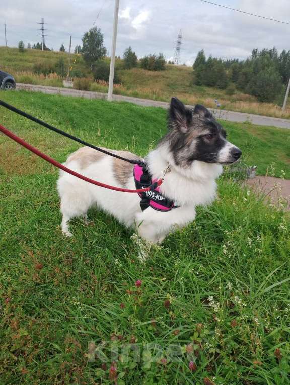 Собаки в Санкт-Петербурге: Маленькая хорошенькая собачка Девочка, Бесплатно - фото 3