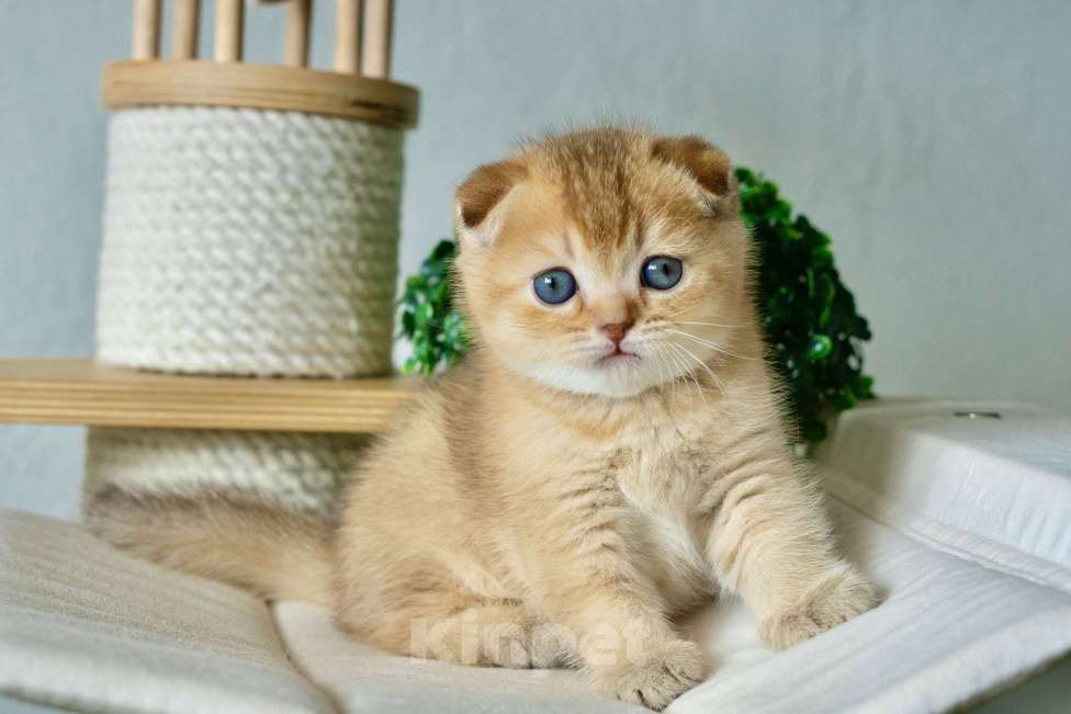 Кошки в Москве: Мальчик зайчик) Мальчик, 30 000 руб. - фото 2