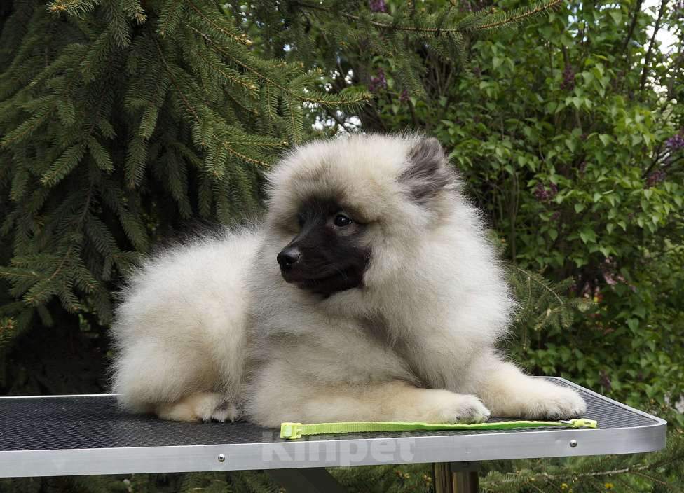 Собаки в Туле: Шикарный кеесхонд Мальчик, Бесплатно - фото 3