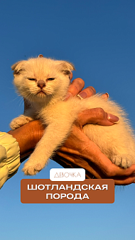 Котёнок вислоухий, девочка