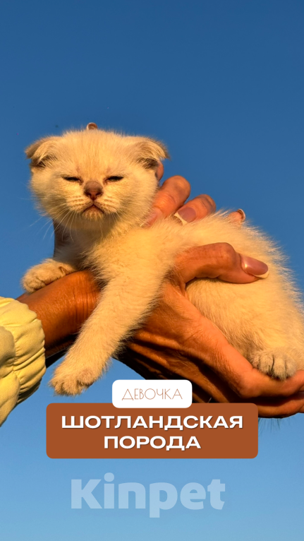 Кошки в других городах Краснодарского края: Котёнок вислоухий, девочка Девочка, 7 000 руб. - фото 1