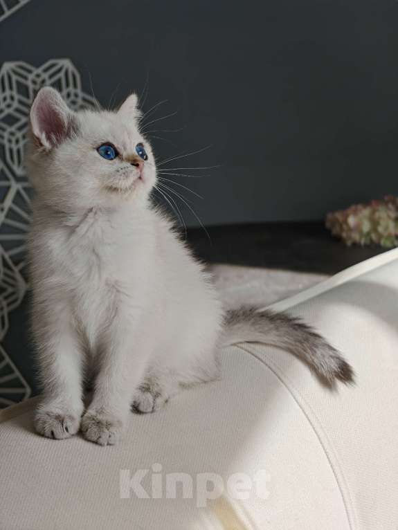 Кошки в Москве: Шотландская кошечка с голубыми глазами Девочка, 75 000 руб. - фото 7