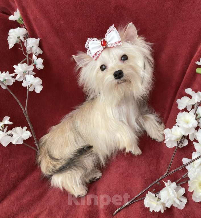 Собаки в Москве: Мини йорк девочка золотая подрощенная Девочка, 80 000 руб. - фото 9