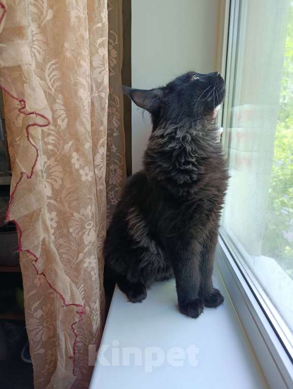 Кошки в Санкт-Петербурге: Породистый котик Мейн-кун Мальчик, 30 000 руб. - фото 6