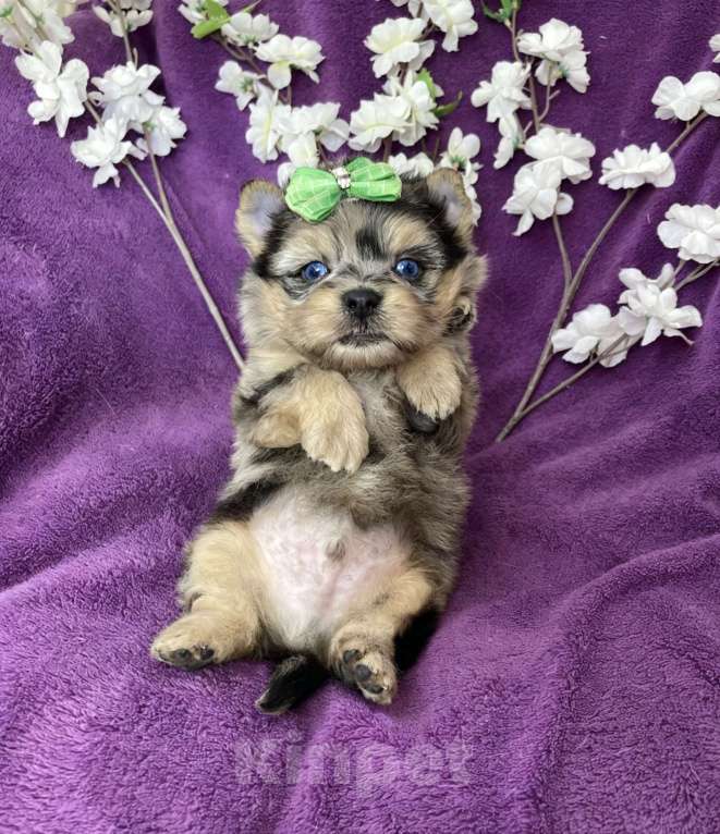 Собаки в Москве: Йорк с двумя синими глазами мальчик мерле Мальчик, 120 000 руб. - фото 3