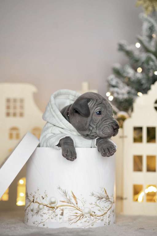 Собаки в Санкт-Петербурге: Щенок тайского риджбека Мальчик, 130 000 руб. - фото 2