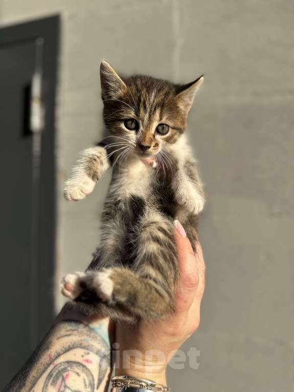 Кошки в других городах Самарской области: Кошки нагуляли нам такое изобилие! Готовы поделиться! Девочка, Бесплатно - фото 4