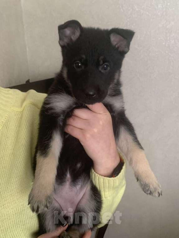 Собаки в Дмитрове: Продаются щенки восточноевропейская овчарки Девочка, Бесплатно - фото 5