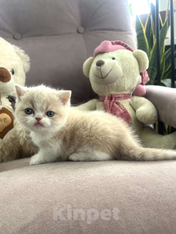 Кошки в других городах Московской области: Шотландские мальчики Мальчик, 35 000 руб. - фото 1