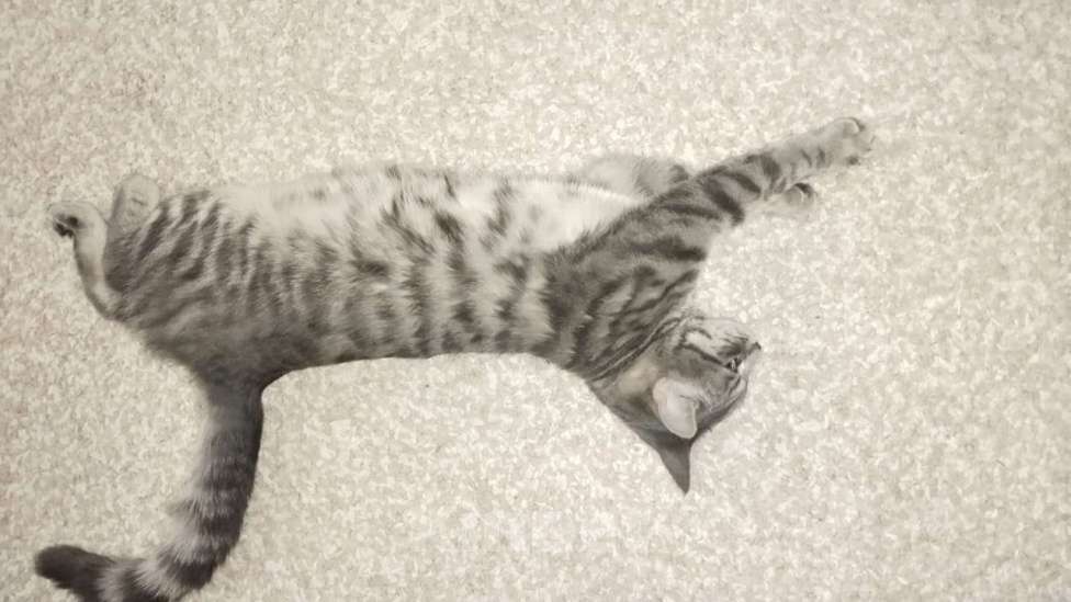 Кошки в Раменском: Пропала кошка обычна поло британка  Девочка, Бесплатно - фото 1